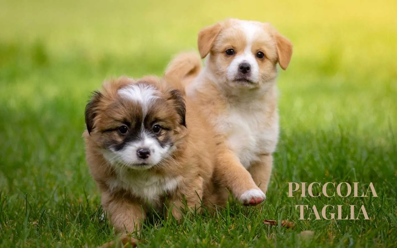 Quanto vive un cane di piccola taglia?